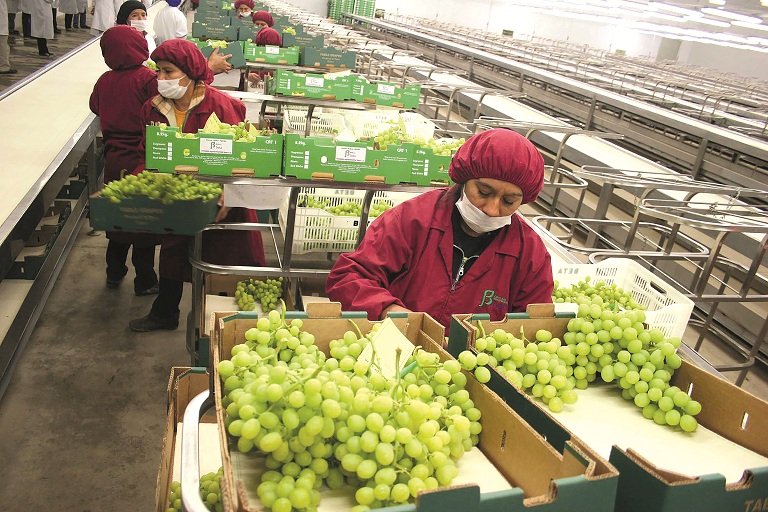 La agroexportación nacional proyecta crecer 8 % en el 2017