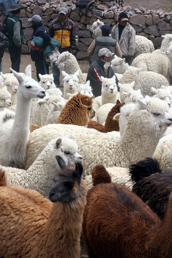 Criadores de alpacas no satisfacen la creciente demanda de carne