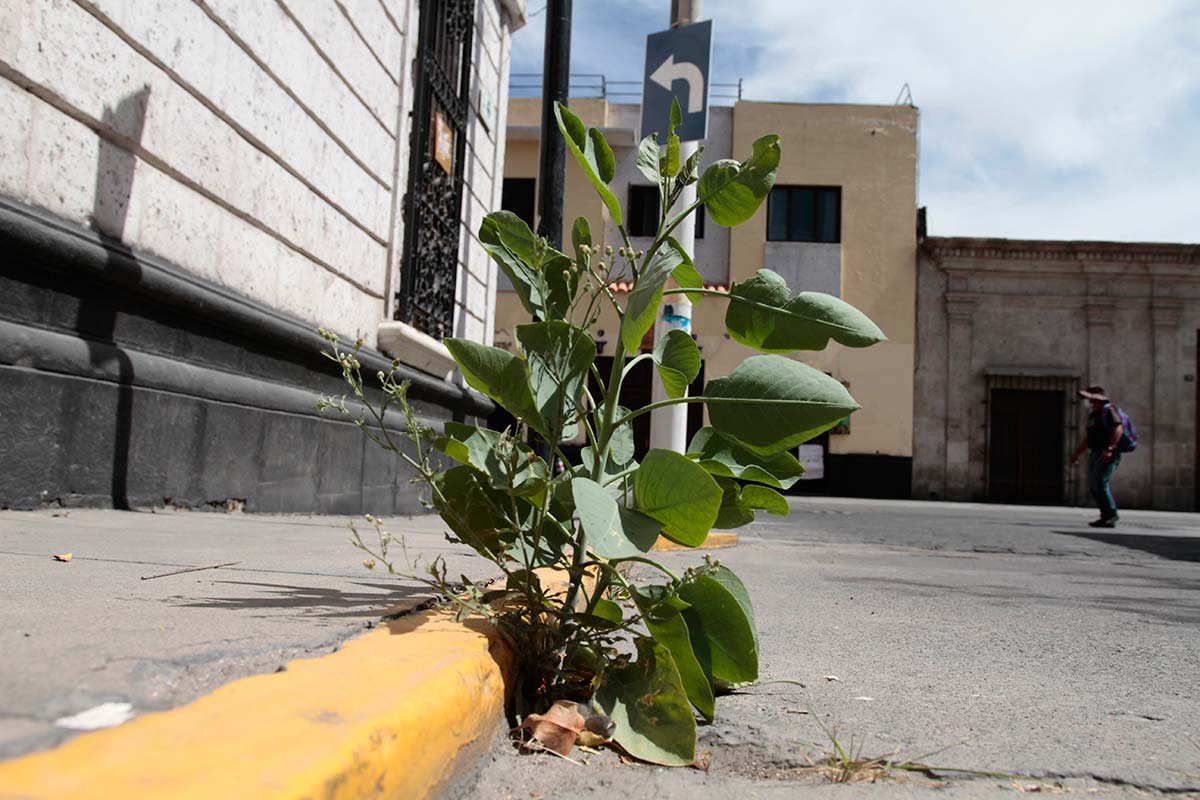 La naturaleza aflora en medio del cemento