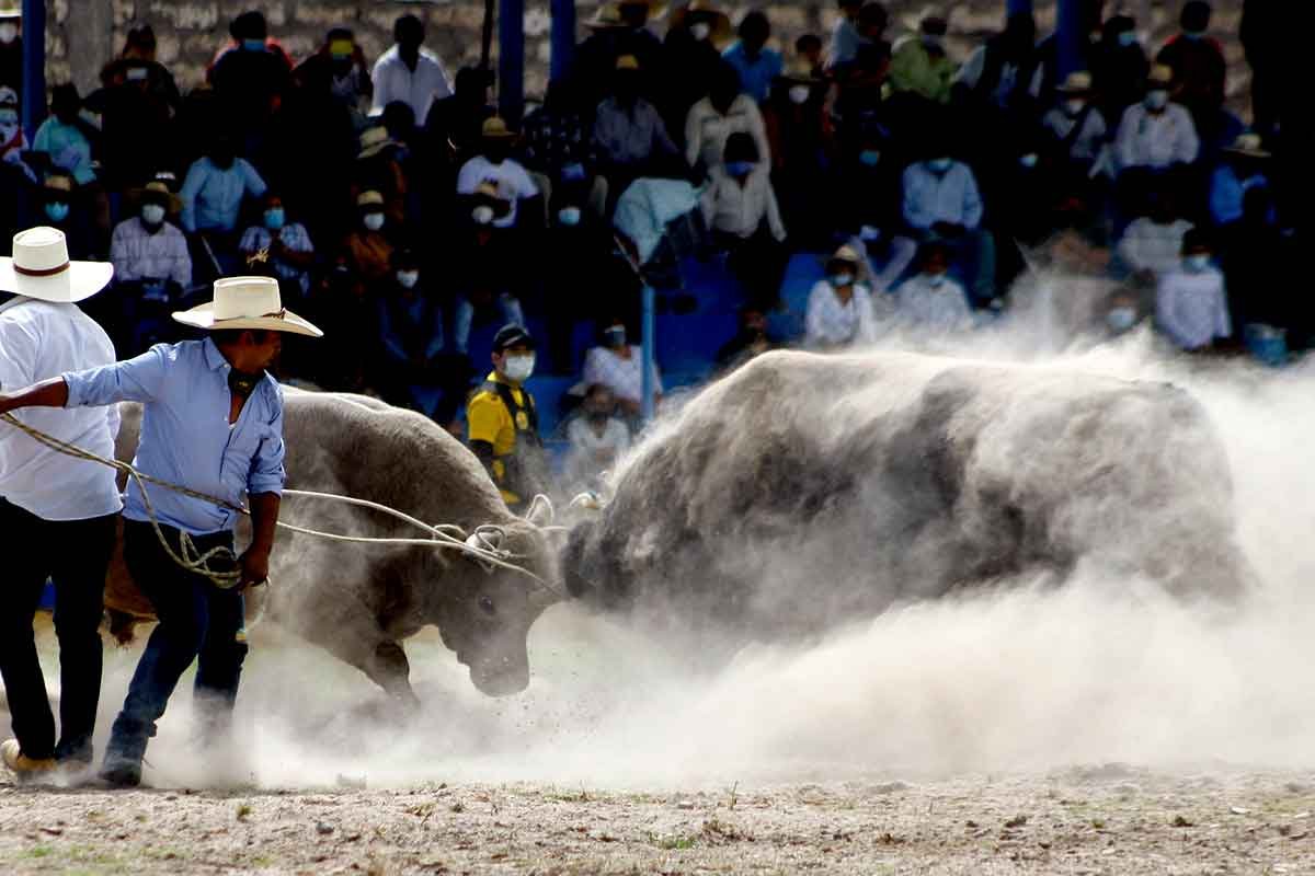 Las peleas de Miércoles de Ceniza