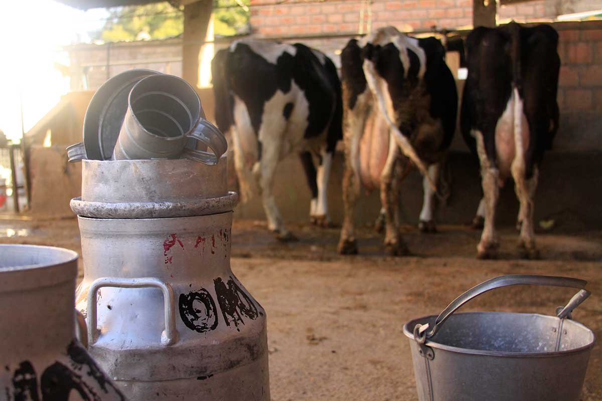 Desde octubre, la leche evaporada se hará solo con leche fresca