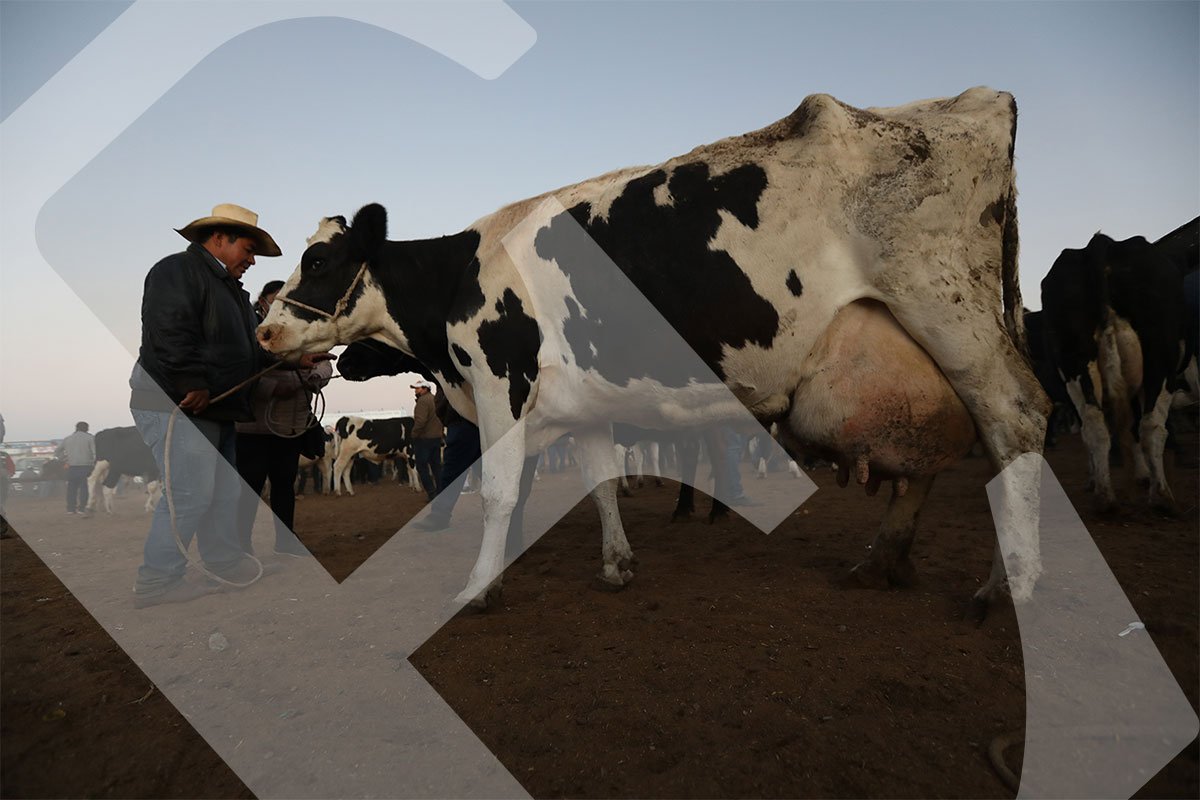 Crisis se agudiza en el sector lechero