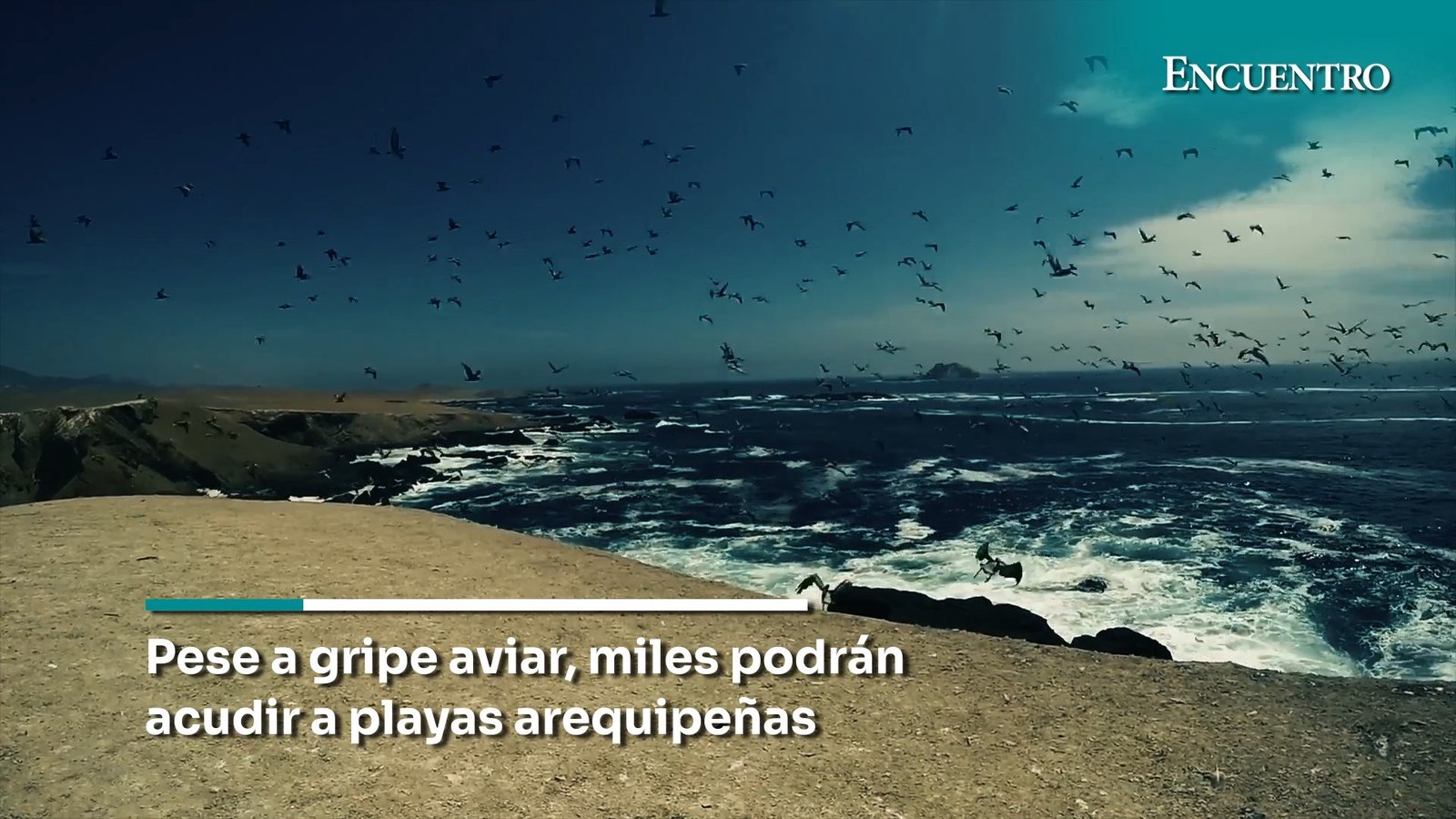 Pese a gripe aviar, miles podrán acudir a playas arequipeñas