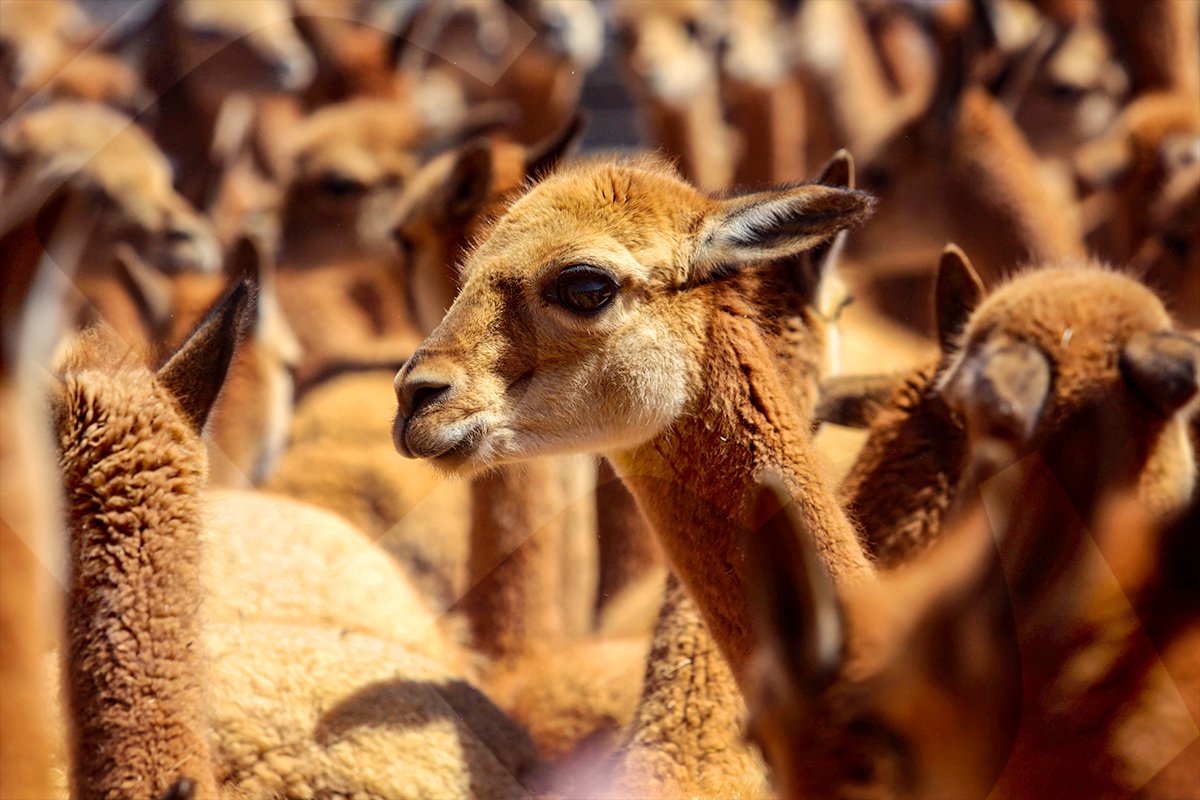 El chaccu en Tambo Cañahuas