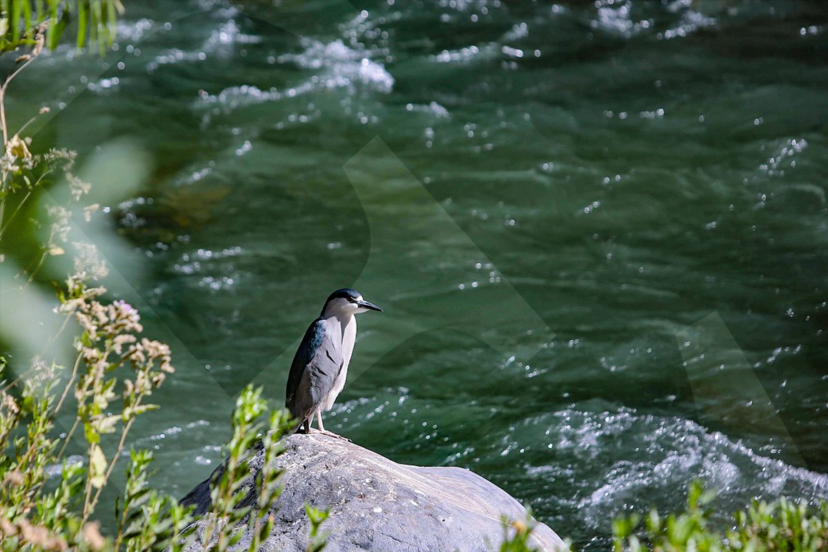 La vida silvestre vuelve al Chili