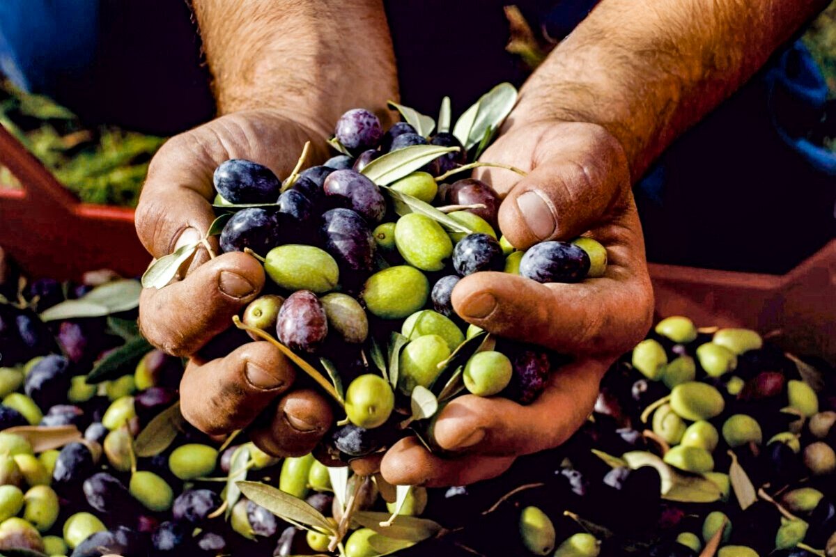 El olivo tacneño y su lucha por sobrevivir al calentamiento global