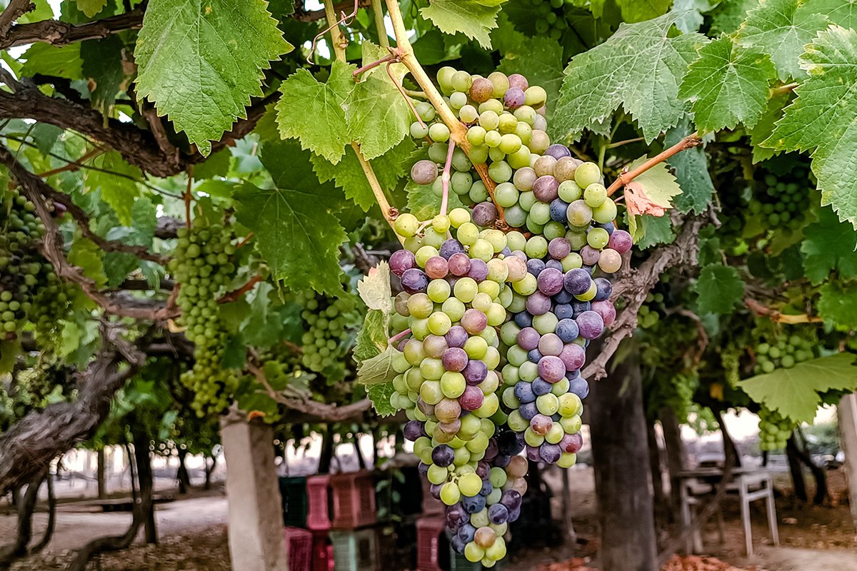 Vinos tacneños, una buena opción para brindar en las fiestas de fin de año