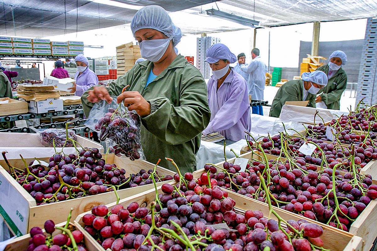 Arequipa: incertidumbre en agroexportadores ante nuevos aranceles de EE.UU.