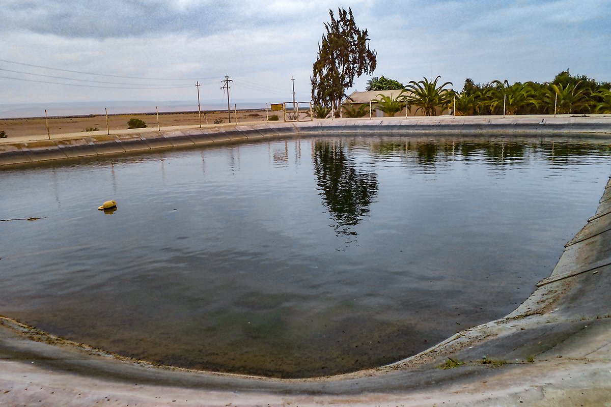 Tacna: sobreexplotación de agua subterránea amenaza producción de aceitunas