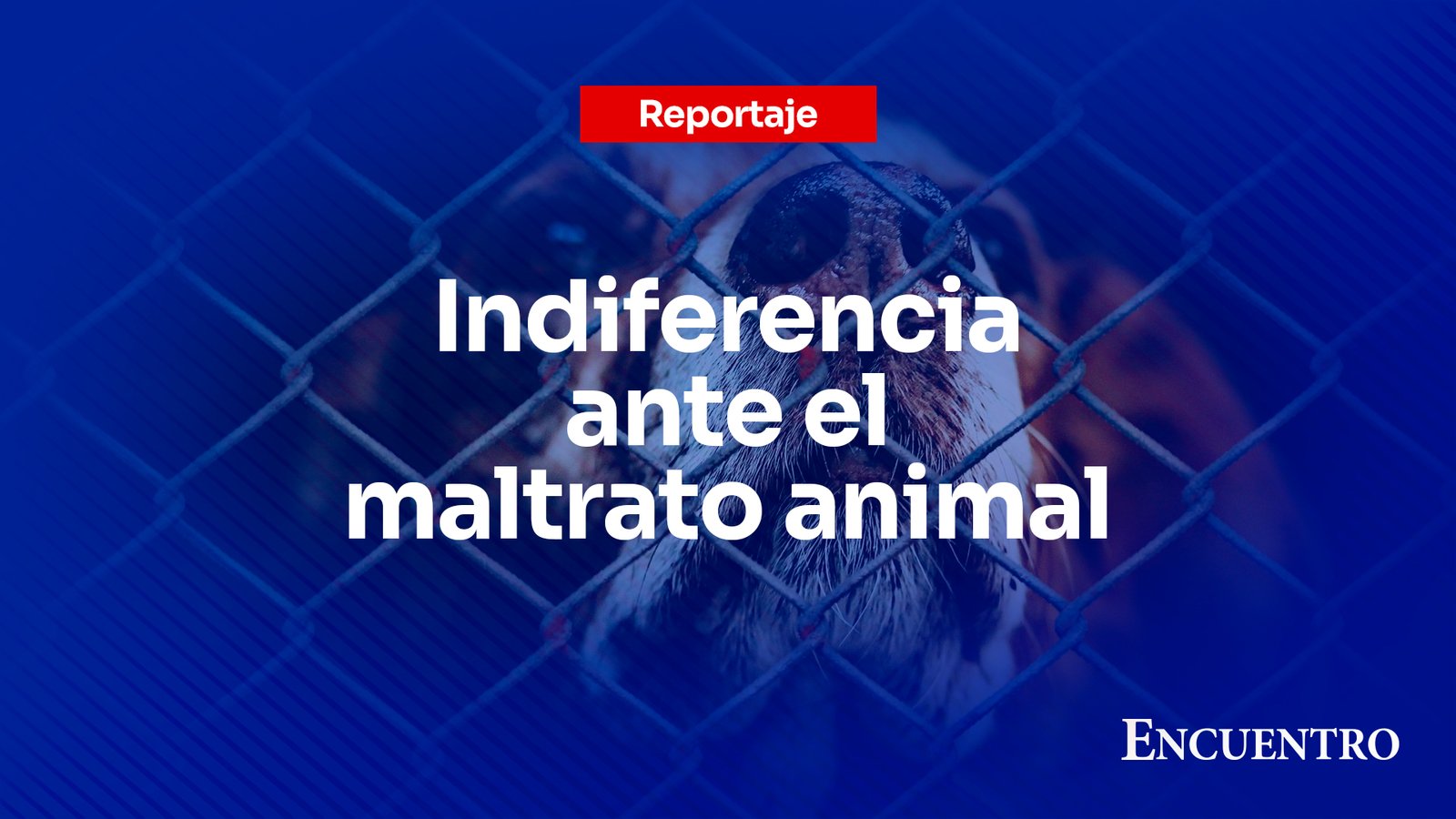 Indiferencia ante el maltrato animal