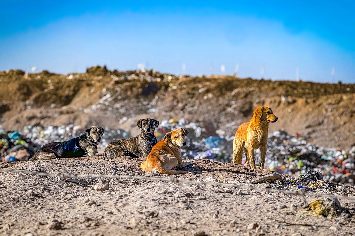 Tacna: Implementan programa para reducir población de animales callejeros