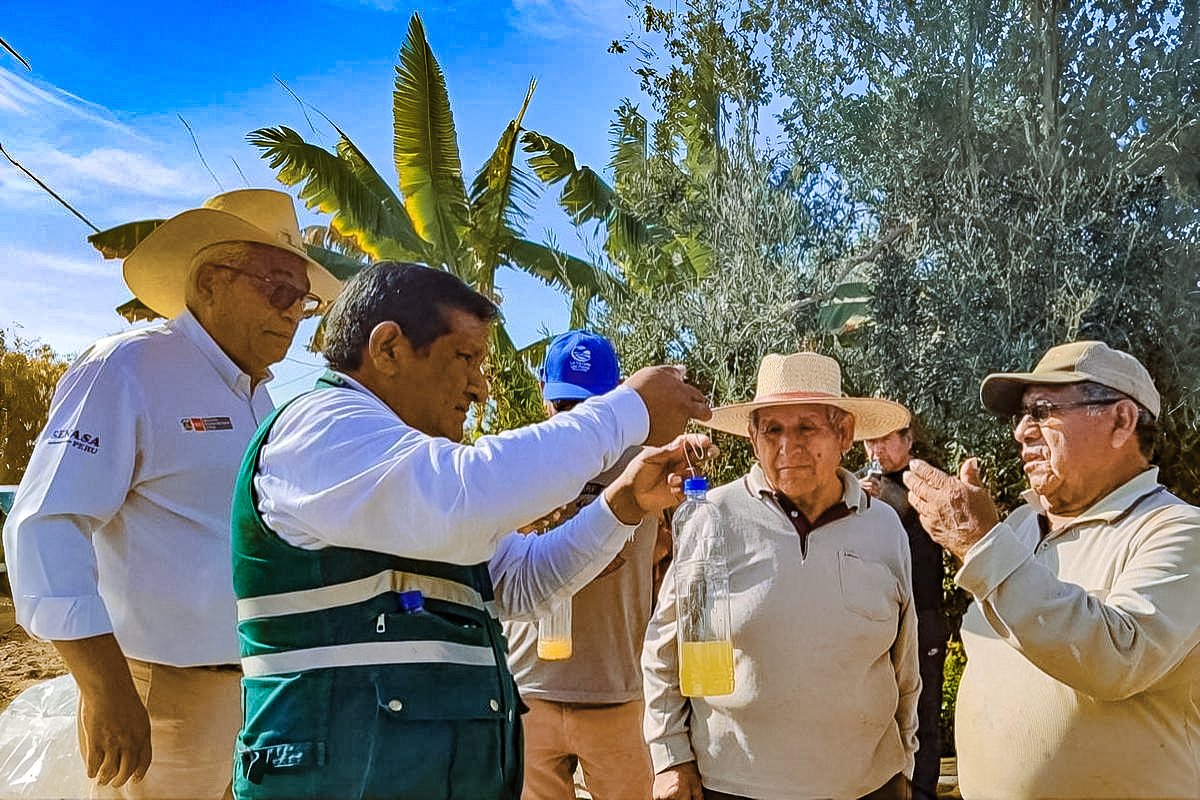 Tacna lucha para erradicar brote de mosca de la fruta