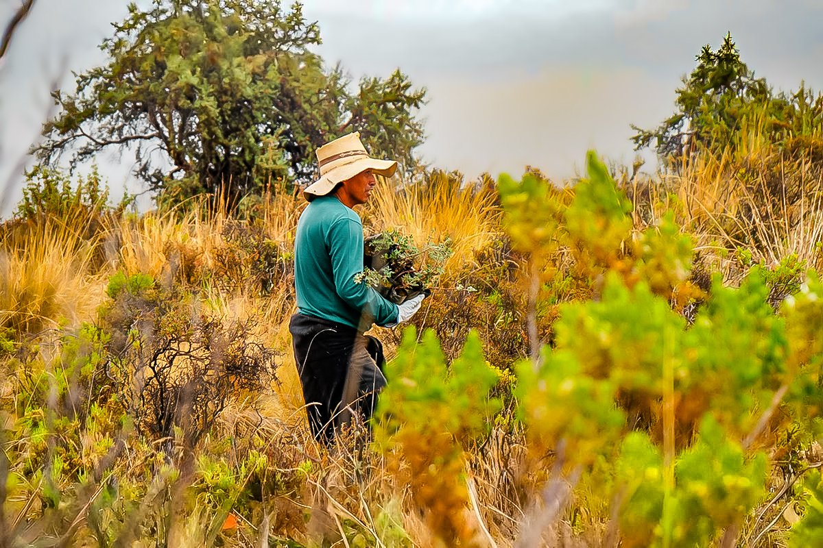 Impulsan reforestación de queñoa para asegurar el abastecimiento hídrico en Arequipa